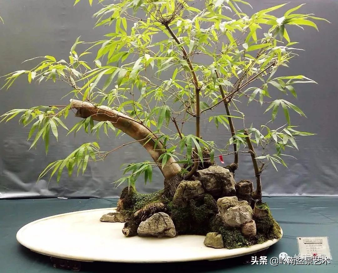 室内十大盆景名贵树种排名,十大盆景名贵树种排名火棘