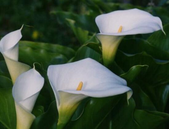 马蹄莲的养殖方法和注意事项,马蹄莲养殖技术方法和注意事项