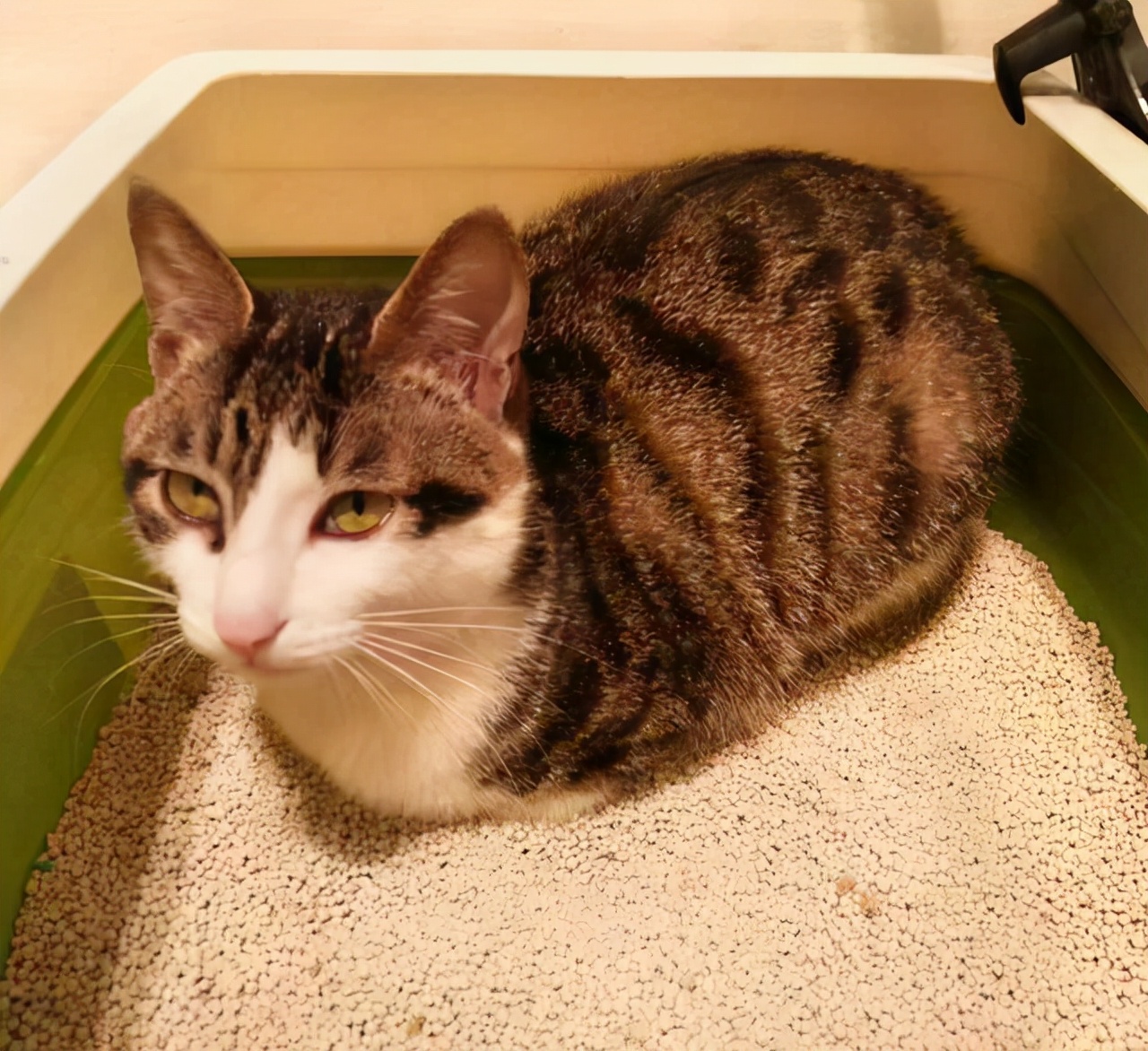 新手养猫,必备清单|拒交智商税