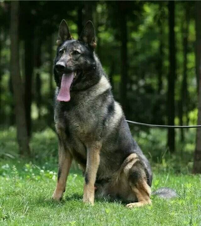 霸气威武的狗有哪些,昆明犬帅气