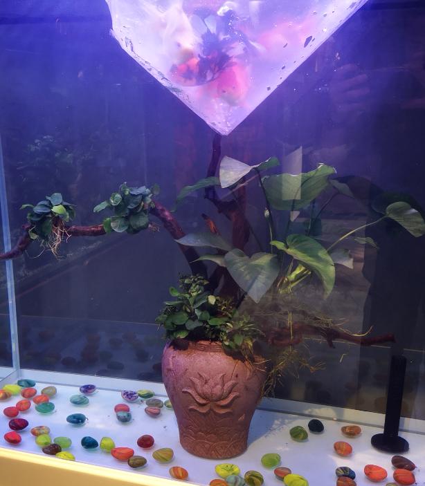 金鱼吃水草怎么养,金鱼吃水里的苔藓