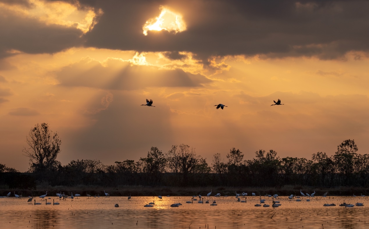 佳能r5和r5哪个更适合拍鸟,佳能eosr5适合拍鸟吗