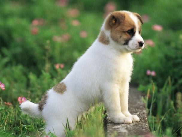 狗严重便秘拉不出屎怎么办,狗便秘最快的解决方法