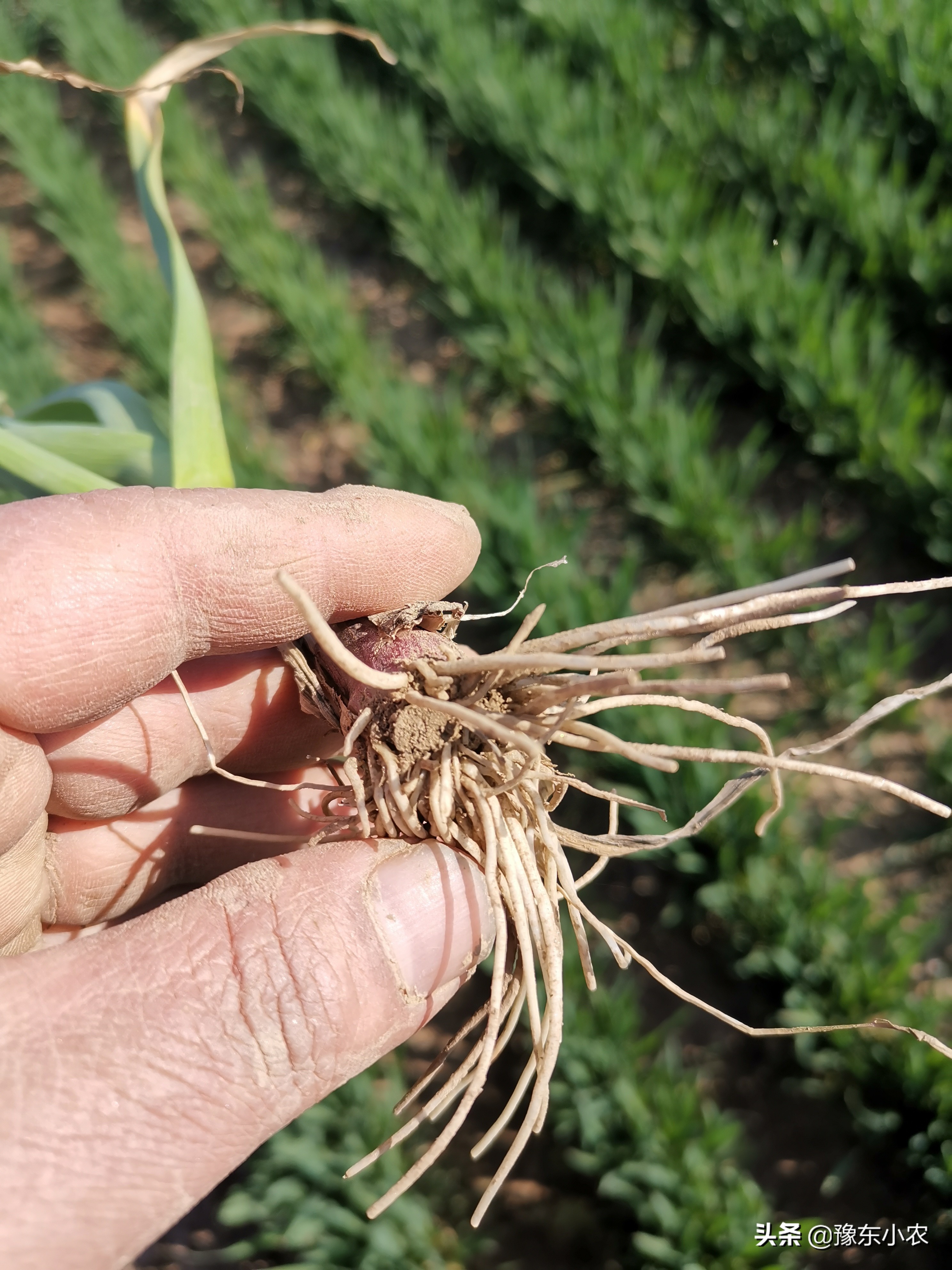 大蒜浇返青水用什么肥好,浇完水肥为什么叶子会黄