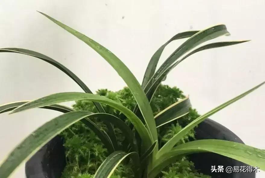 春兰大富贵的来历,春兰翠盖荷和大富贵区别