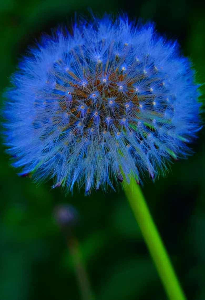十种蓝色花,常见的六种蓝色花