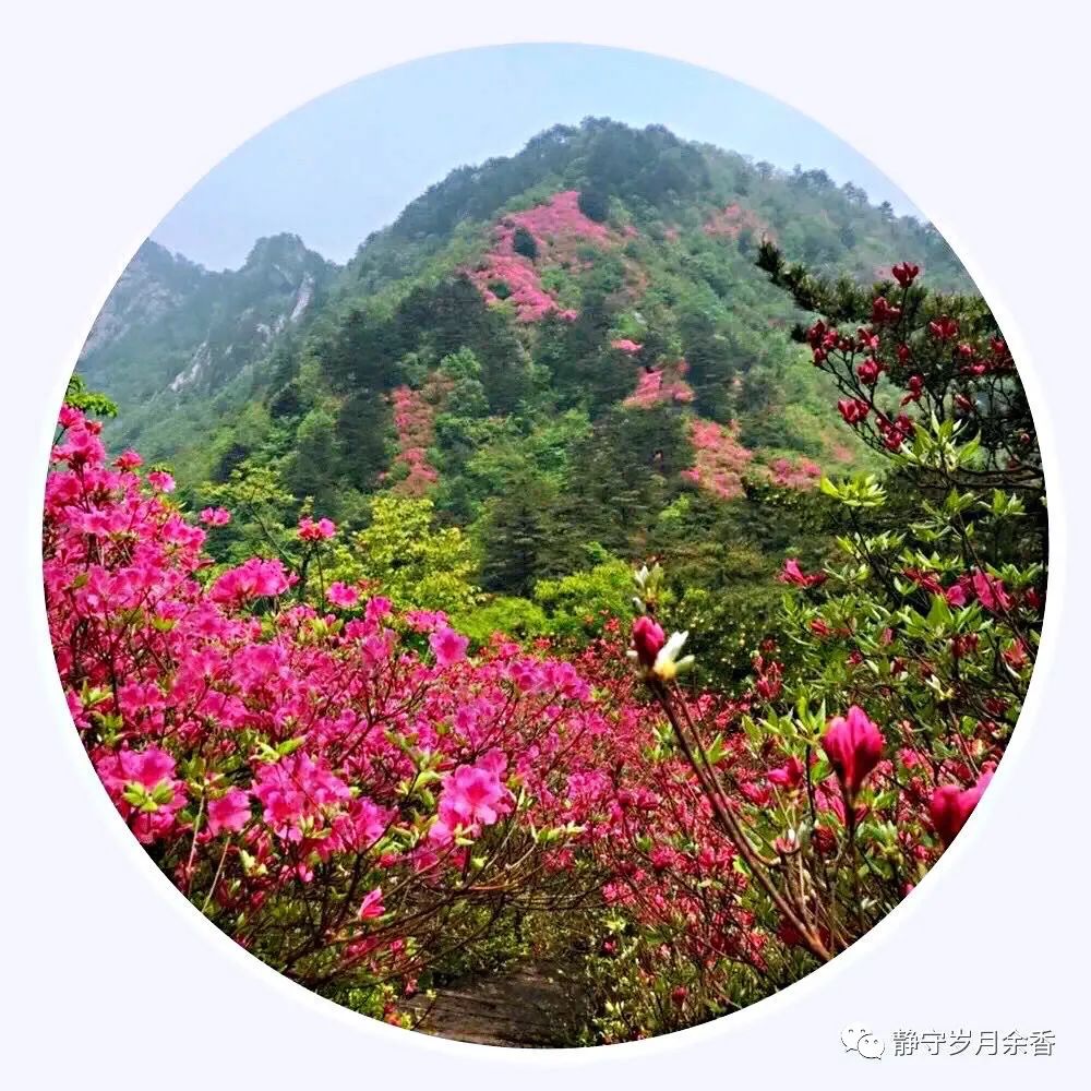 情满龟峰·诗涌花海