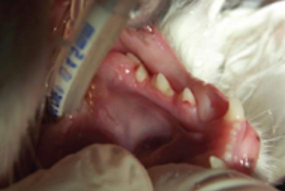 猫咪口腔出血能自愈吗,猫咪牙龈口腔出血应该用什么