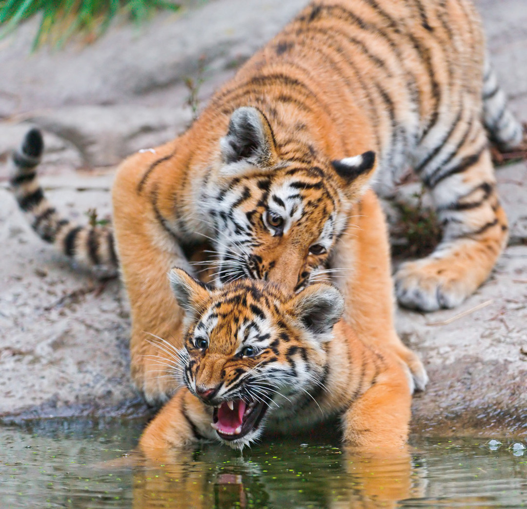 铁汉有柔情吗？看看老虎的繁殖与交配，了解冷门的知识点