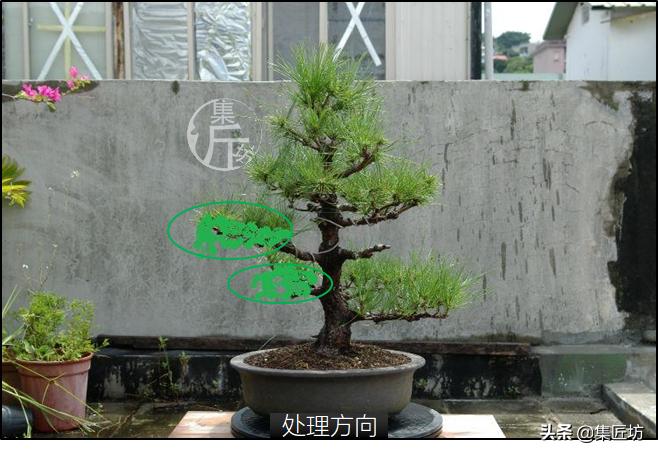 黑松盆景造型实例图解 (小型黑松造型盆景)