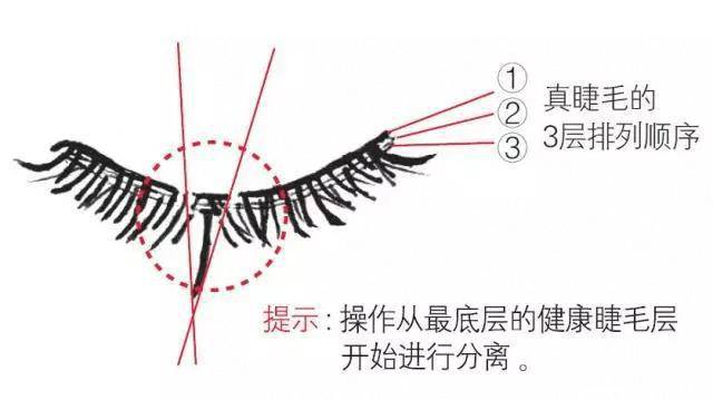 嫁接睫毛技术进行中,m型嫁接睫毛教程零基础手法