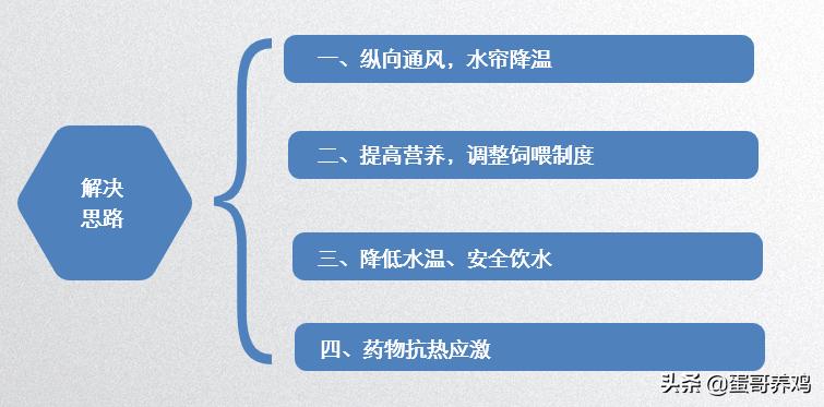 养鸡怎么防止鸡群热,夏天养鸡防热应激