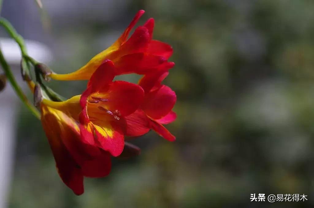 小苍兰前期花苞什么颜色,香雪兰的小苍兰怎么养