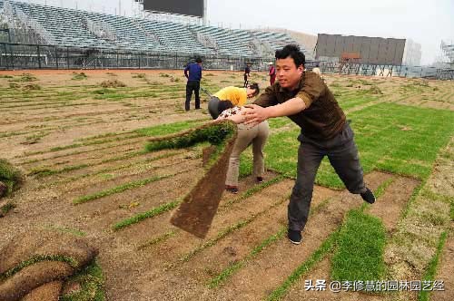 草坪的养护方案和管理,草坪的养护的教程