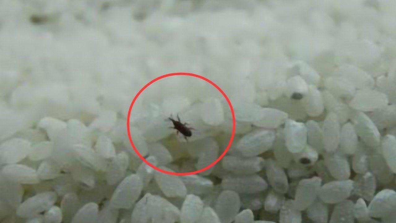 大米里有微小的虫子,米饭里的小黑虫子