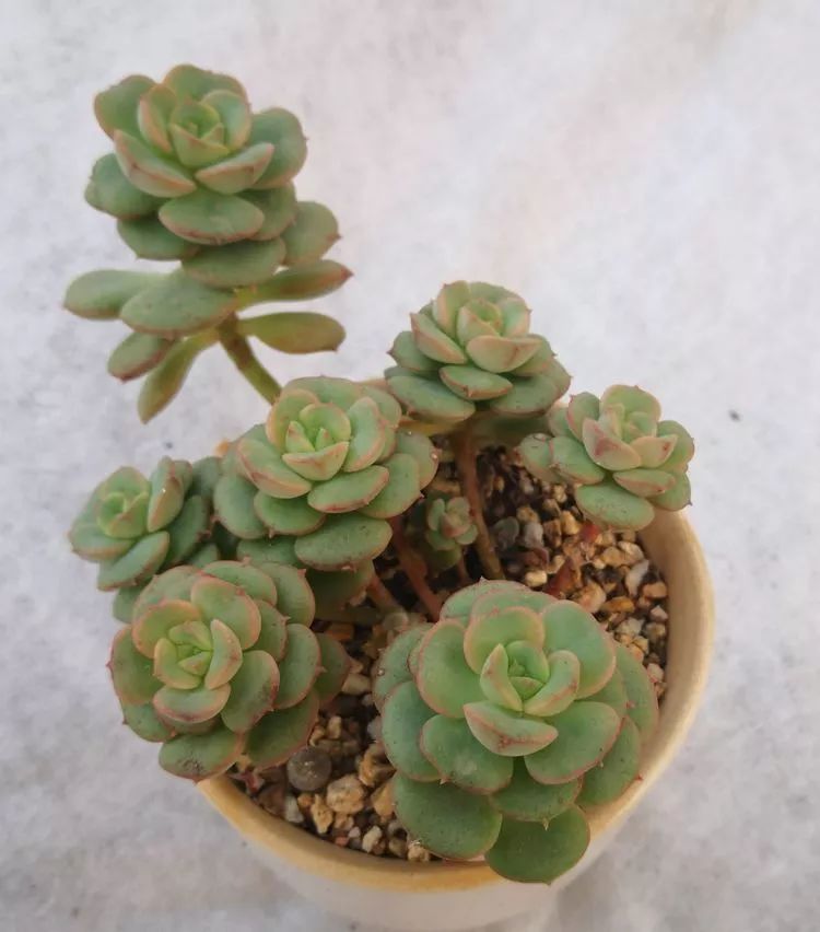 一花一世界多肉园艺,一花一世界一叶一菩提多肉植物