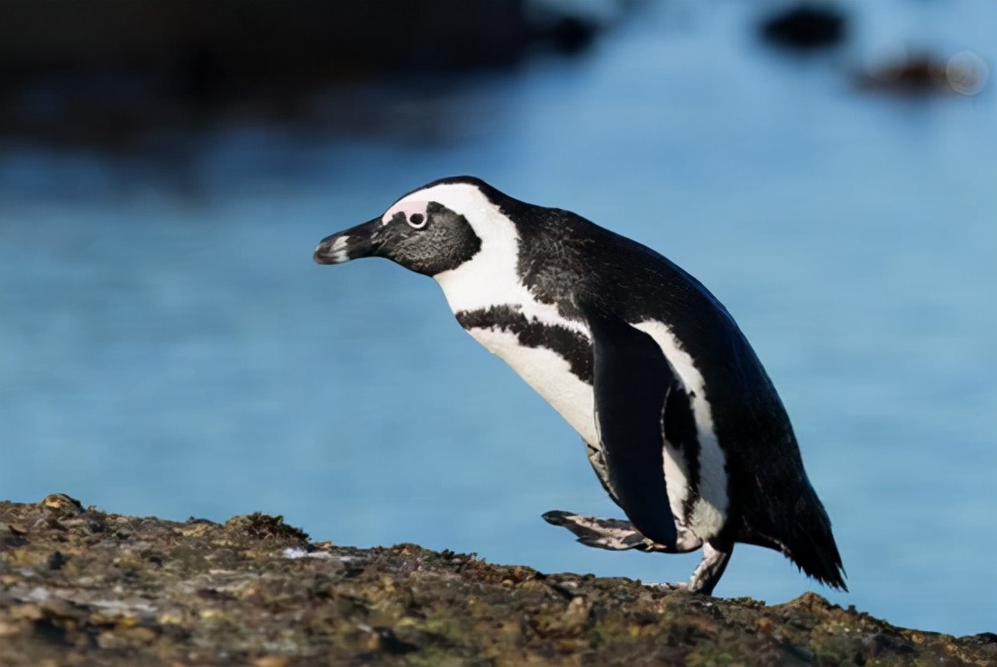 非洲也有企鹅?专家称非洲企鹅叫声像驴,将在14年后功能性灭绝