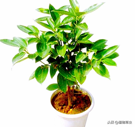 平安树叶子枯萎变干,平安树叶子蔫了为什么