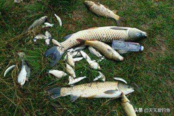 钓鱼颗粒的正确使用方法,钓鱼商品饵怎么拌好