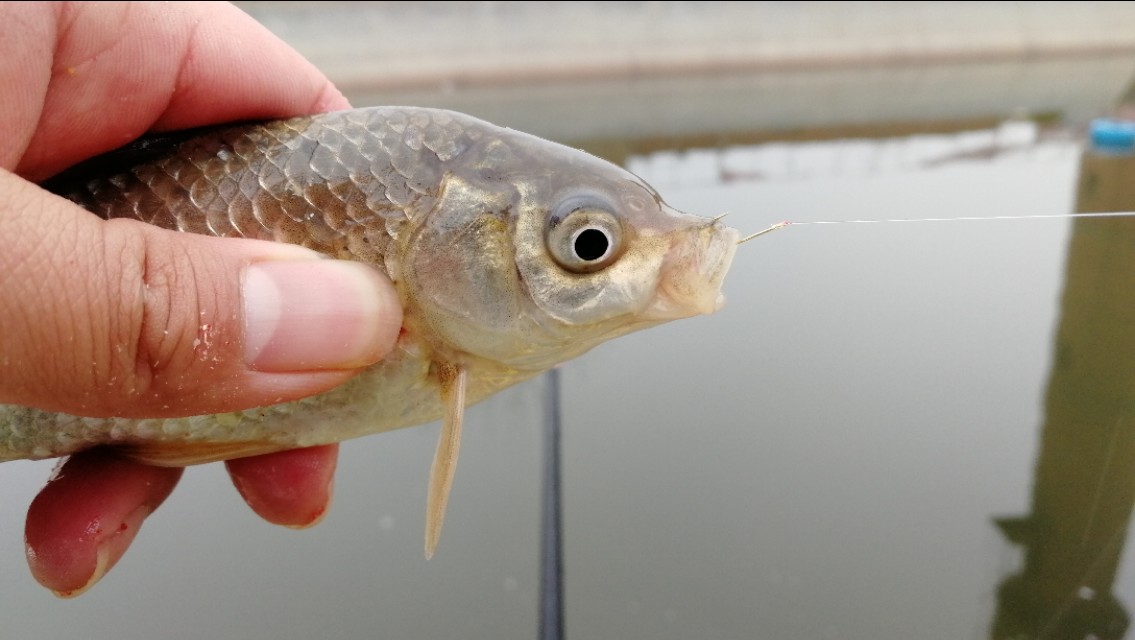 下雨天钓鱼鱼口小怎么办,下雨天怎样钓鱼比较好钓