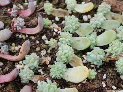 多肉叶子扦插的最佳方法,多肉叶子扦插怎么养才能长得快