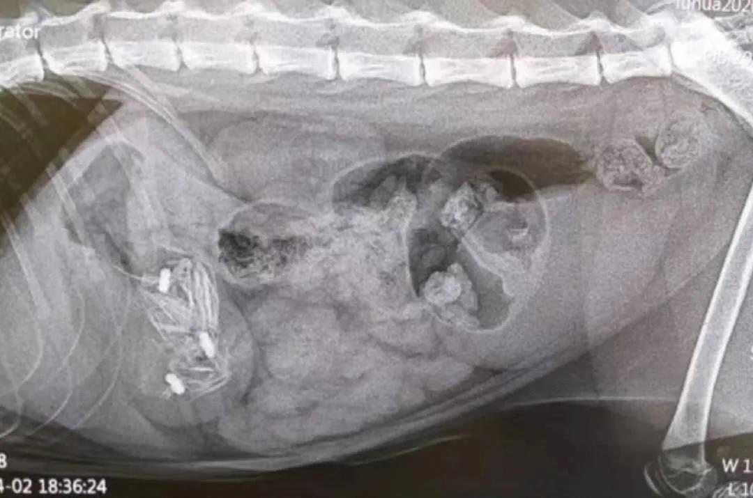 “我居然从猫屁股拽出了一根针！太可怕了！”