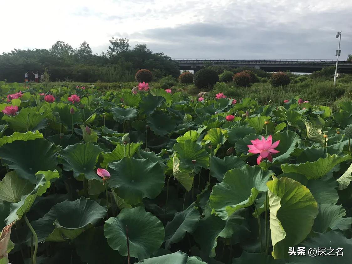 缇庣殑浠や汉閬愭兂,缇庣殑鎯婅壋缇庣殑闇囨捈