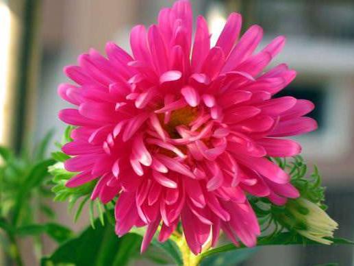 菊花花卉欣赏,菊花类的花好养