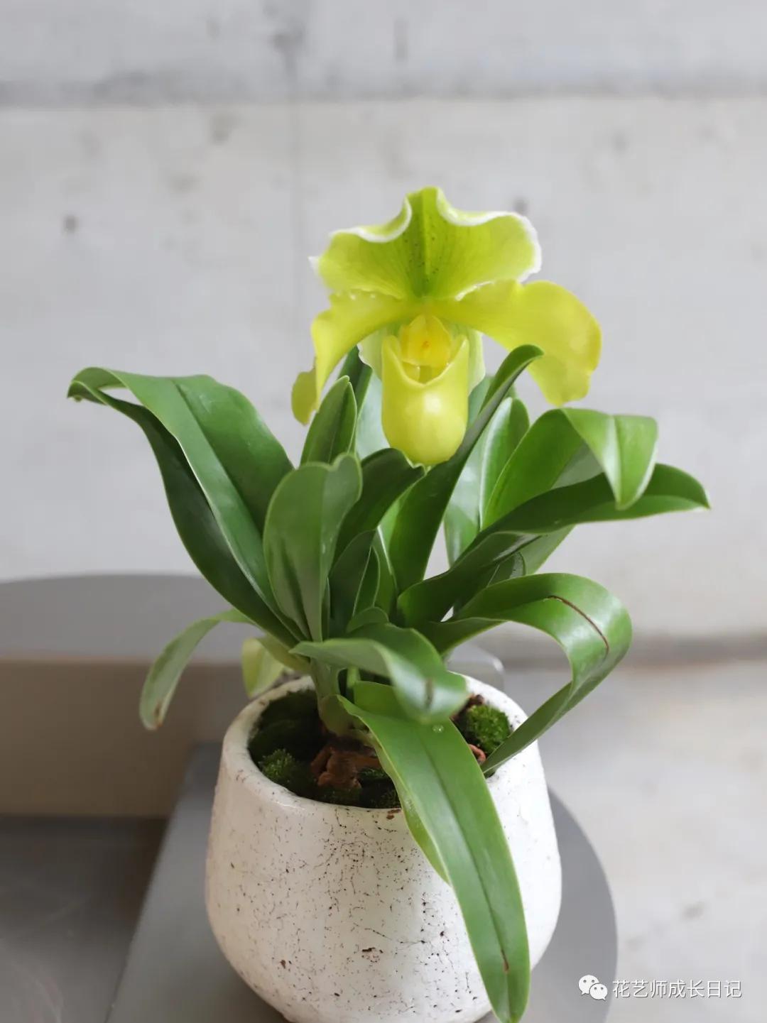 最名贵十种兰花兜兰,每日一花石竹花