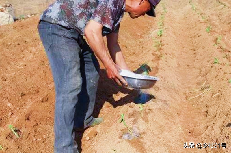 种植红薯如何防治害虫图片,种红薯膨大素肥料