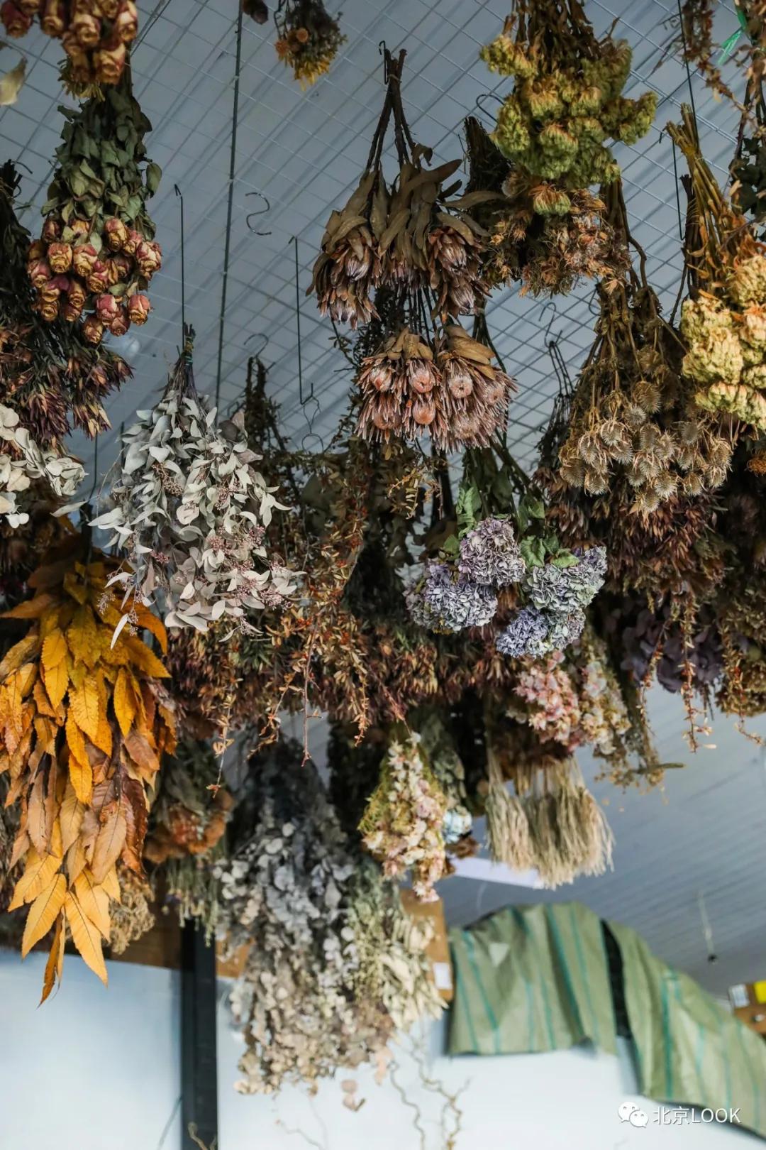 最便宜的北京花市,北京超好逛的花市