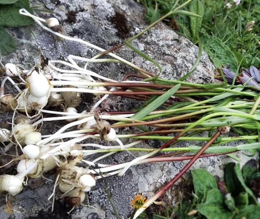 山上1元一斤的药材,自己种植贝母1斤多少钱