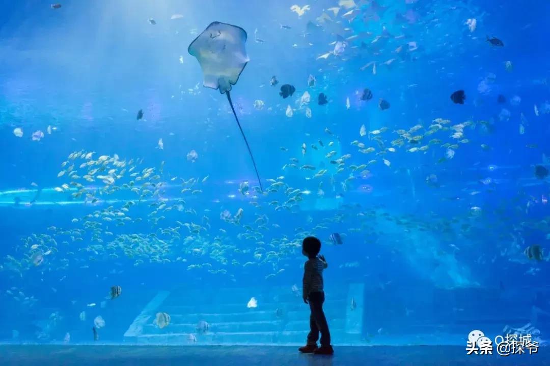 8-12岁重庆萌妹快来免费学潜水画海洋绘画还可得1大1小亲子票