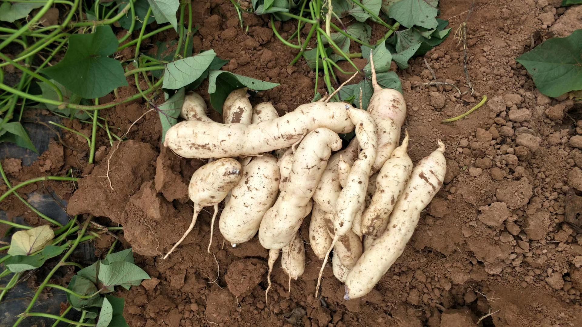 西蒙一号薯苗,西蒙一号