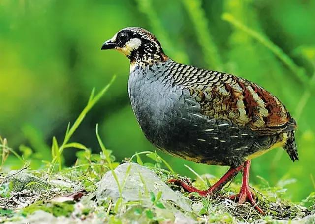 海南代表性动物,海南特有的珍稀动物