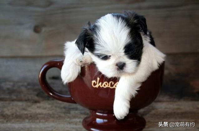 养茶杯犬需要注意什么,养茶杯犬需要注意的事项