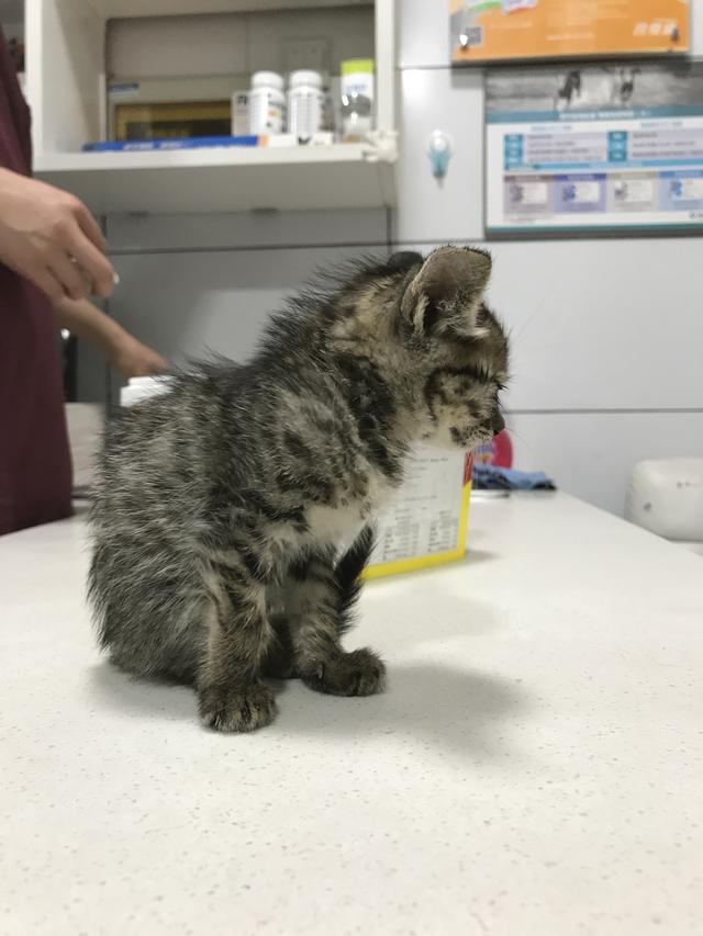 吸猫的科学依据来了,教你如何获得一只猫