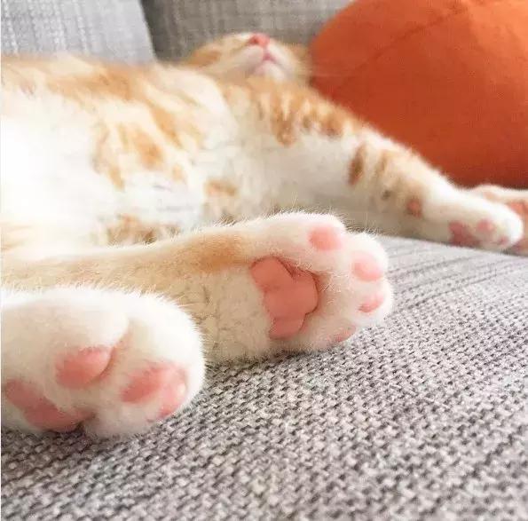 猫咪抓伤感染狂犬病几率,猫抓热是什么意思