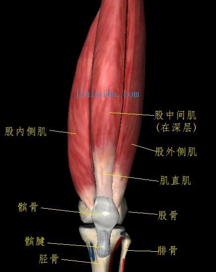 膝前疼痛,膝前痛危险因素