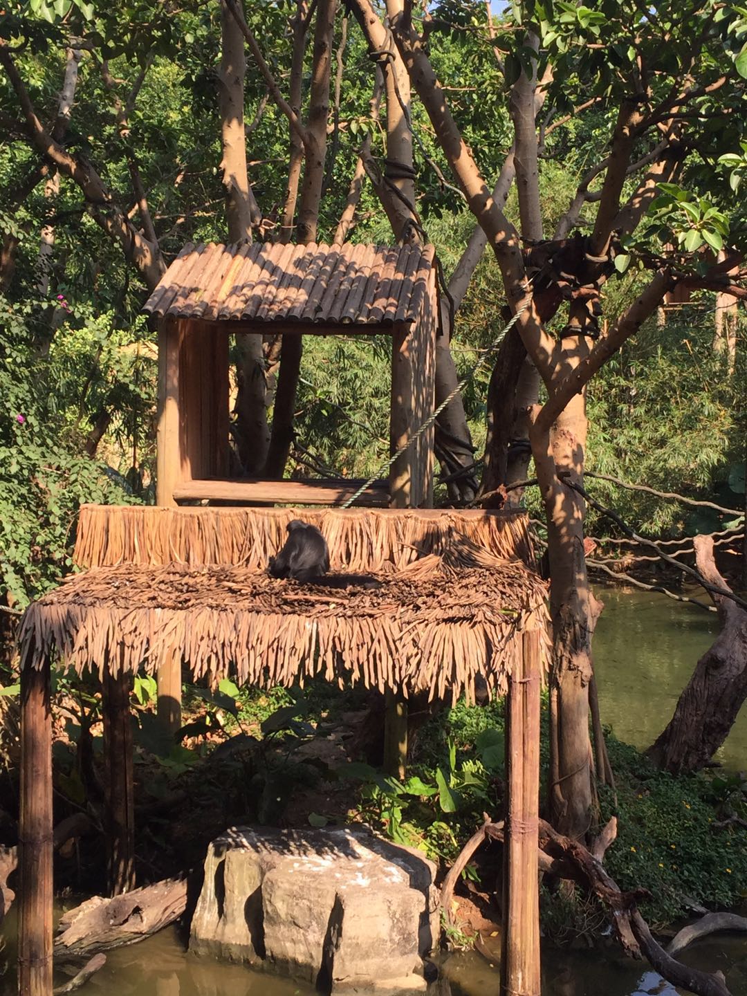 哪里有大熊猫动物园,哪些动物园值得看大熊猫