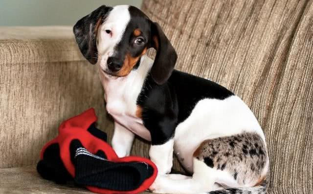 这些狗一出生，就赢在了起跑线上，因为长得实在太有趣了