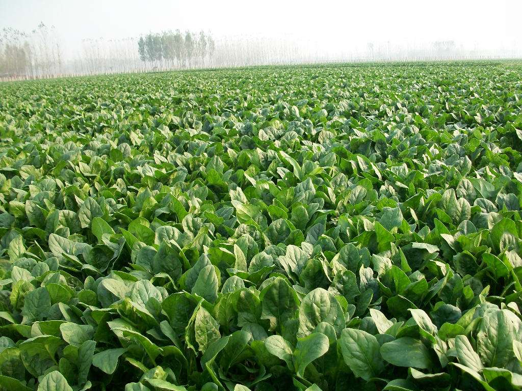 如何消灭土壤里的所有害虫,不用喷药怎么消灭菜园里的害虫