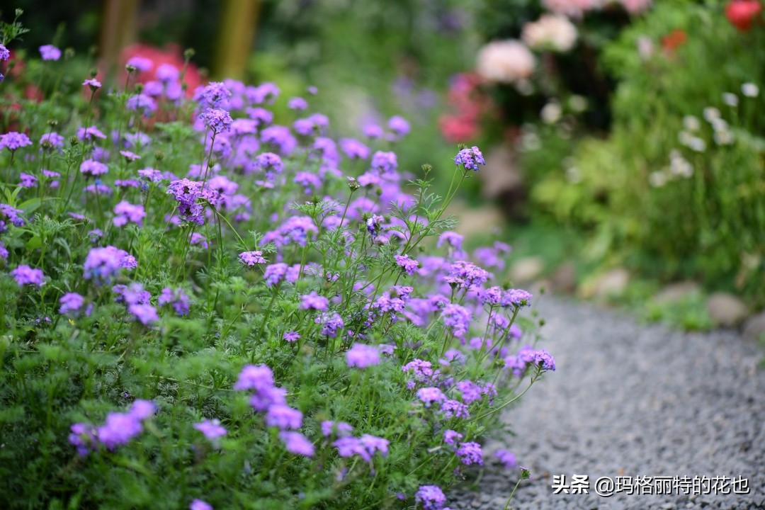 徒长花草怎样处理,徒长的树木怎么处理