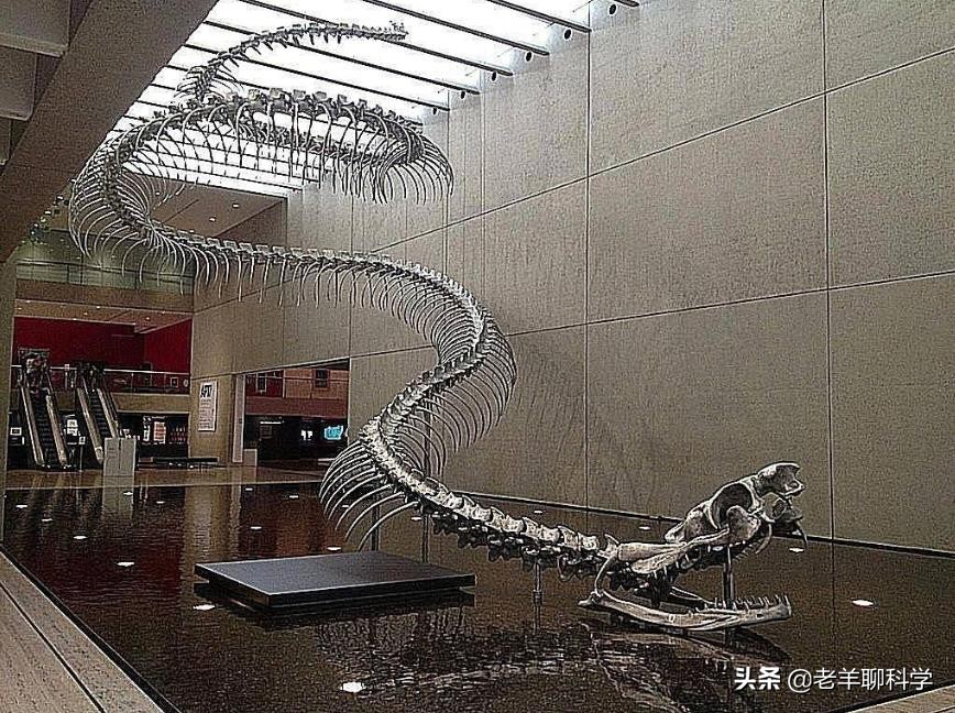 菲律宾电线掉下巨蟒,菲律宾电线上的蟒蛇后续