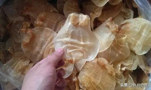 花胶的种类和区别,花胶一共有几种类型的品种