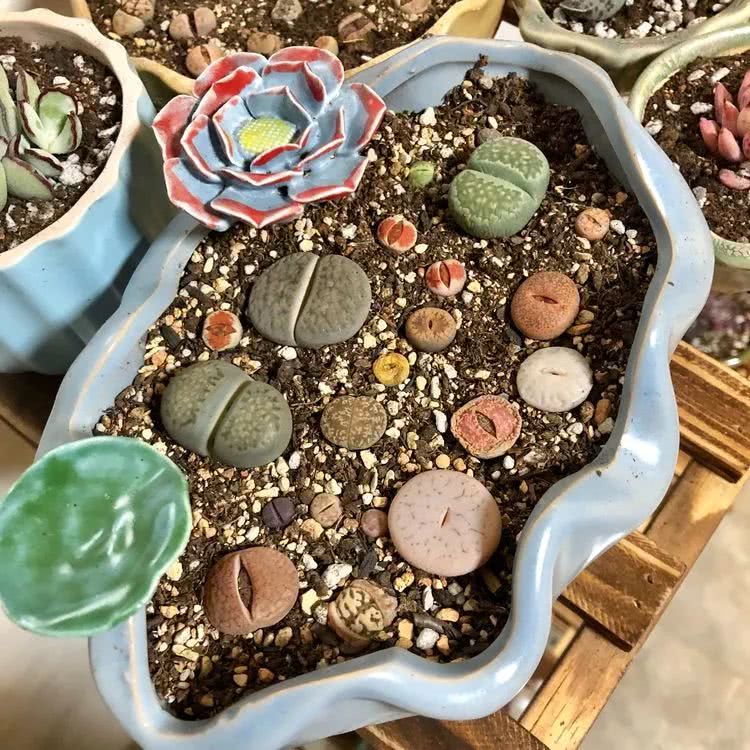 新手小白入坑多肉必看攻略,多肉新手入坑必备指南