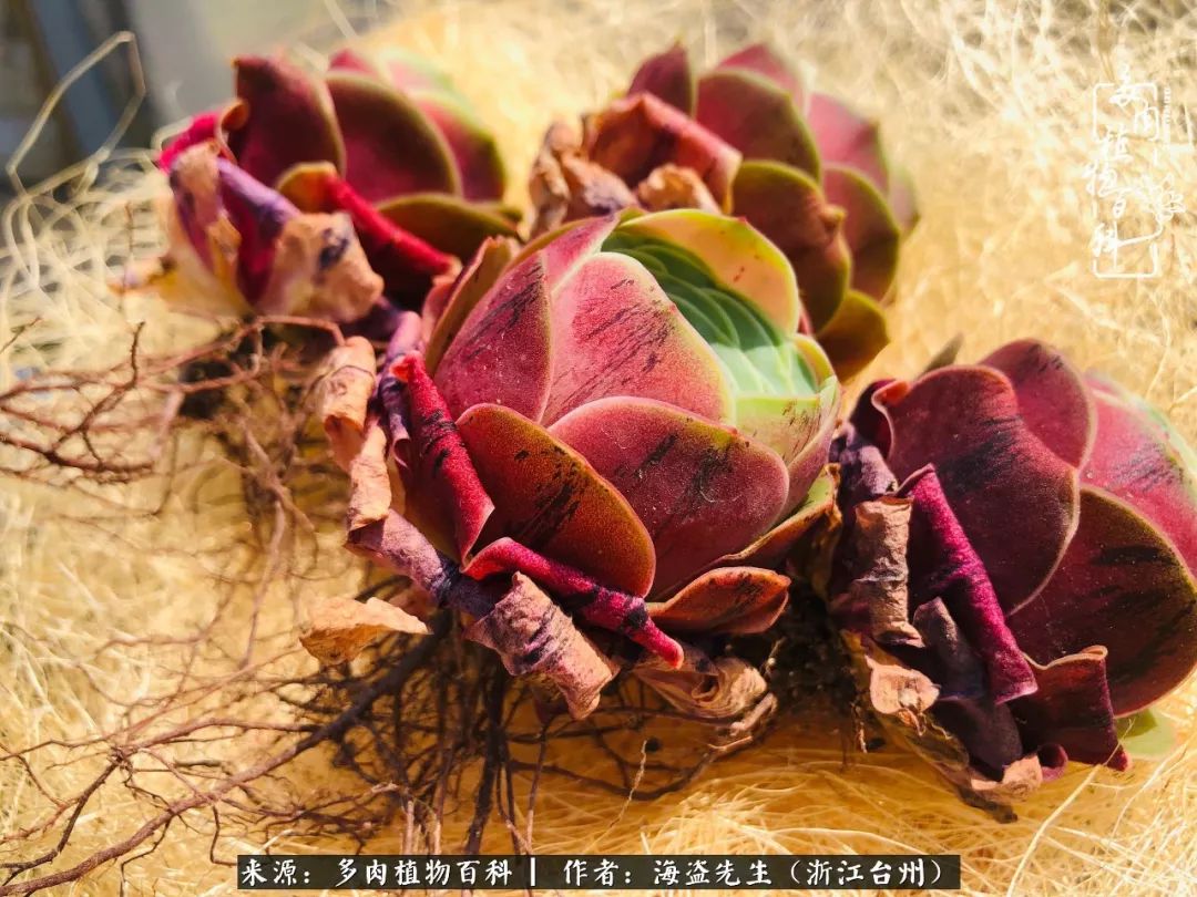 多肉玫瑰怎么才能出状态,多肉山地玫瑰唤醒方法