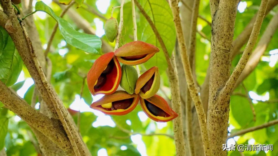 七八月，清西人多了一种“口果”，美味