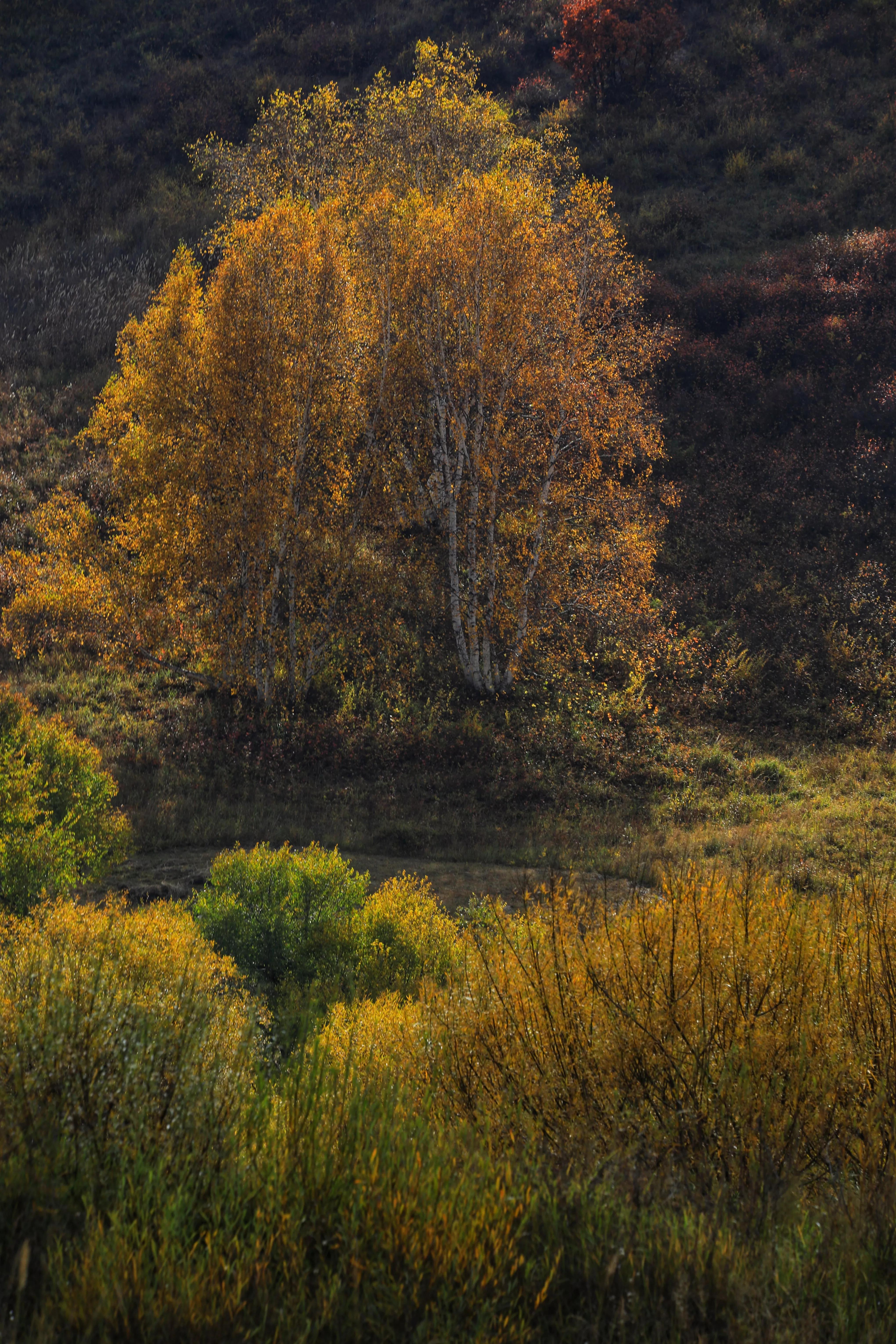 坝上秋色草原,坝上草原游记作文