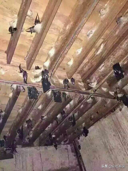 泰国即食燕窝是真的吗,泰国的燕窝是真的吗